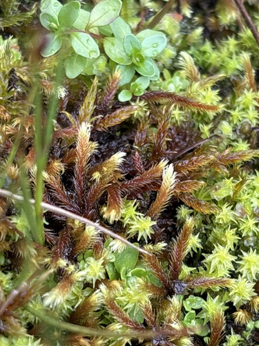 Philonotis seriata observed 2025-09-12