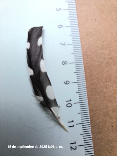 Plume de Pic épeichette