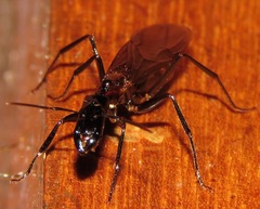 Camponotus mirabilis