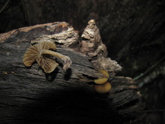 Simocybe centunculus var. centunculus image