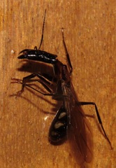 Camponotus mirabilis