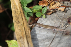 Podarcis carbonelli carbonelli