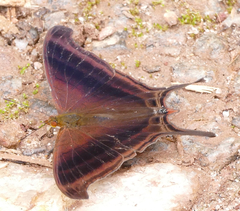 Marpesia zerynthia