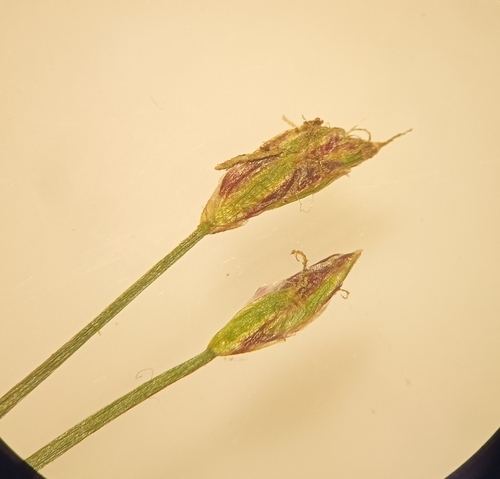 Eleocharis acicularis iNat (3)