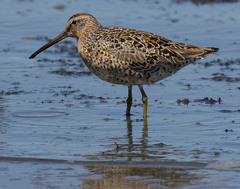 Limnodromus griseus caurinus