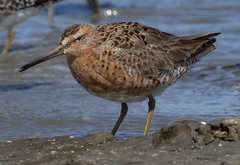 Limnodromus griseus caurinus