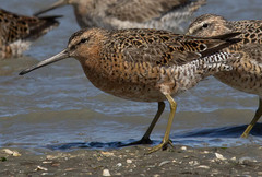 Limnodromus griseus caurinus