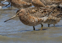 Limnodromus griseus caurinus