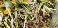 Astelia linearis