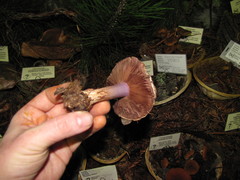 Cortinarius cedretorum image