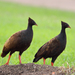 Typical Megapodes - Photo (c) Graham Winterflood, some rights reserved (CC BY-SA), uploaded by Graham Winterflood