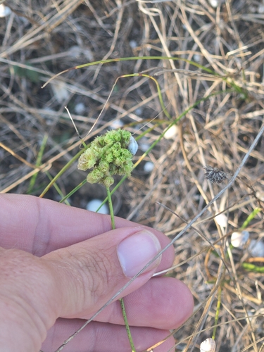 blueweed gall mite, 9649, Bulgaria, photo 9 of 10
