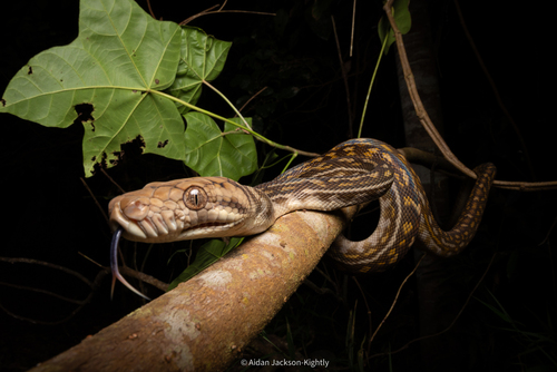 Australian Scrub Python sighting