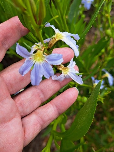 Scaevola porocarya, 2025-09-15