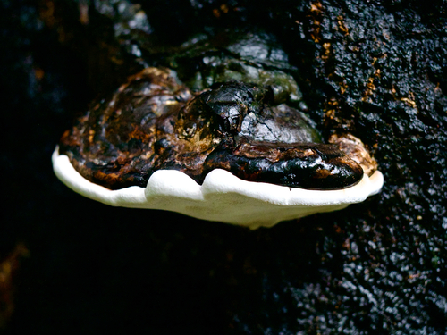 Ganoderma applanatum