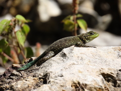 Sceloporus taeniocnemis