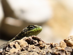 Sceloporus taeniocnemis