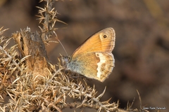 Coenonympha dorus