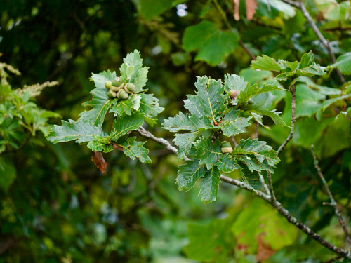 Quercus crispula iNat (3)