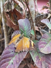 Doleschallia bisaltide