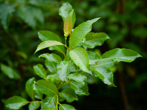 Salix sieboldiana iNat (3)