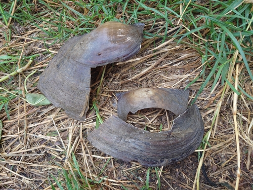 Chinese Pond Mussel