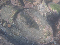 Abudefduf concolor