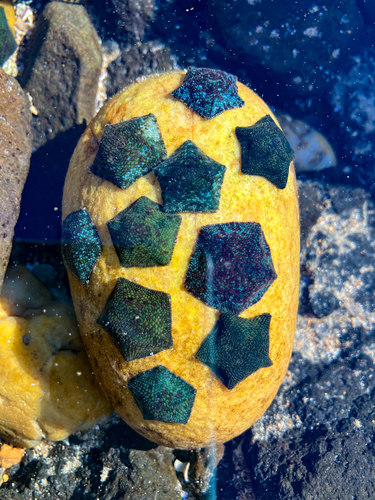 Dwarf Cushion Star, Devonport, Tasmania, Australia, photo 8 of 10