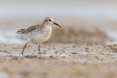 Red Knot photo 3