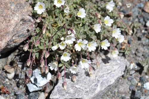 Cerastium latifolium, photograph 2
