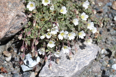 Cerastium latifolium, photograph (c) Jason Grant, some rights reserved (CC BY)