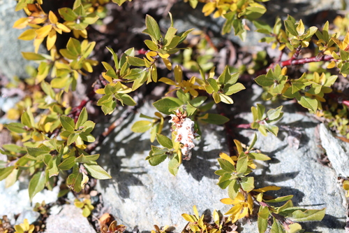 Fishy Willow (Salix foetida)