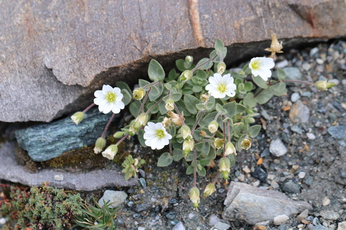 Cerastium latifolium, photograph 1