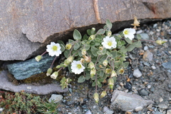 Cerastium latifolium, photograph (c) Jason Grant, some rights reserved (CC BY)