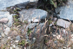 Acrospelion distichophyllum, photograph Jason Grant, CC BY, iNaturalist via GBIF