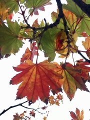 Acer japonicum
