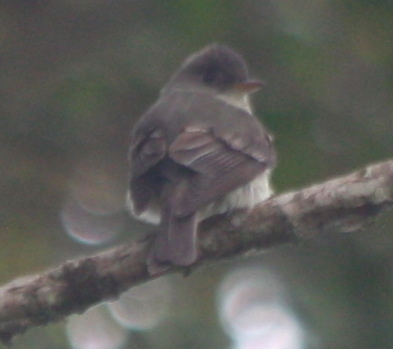 Contopus virens