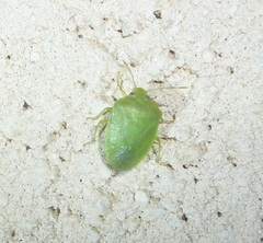 Acrosternum millierei