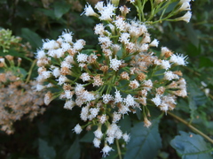 Ageratina ligustrina