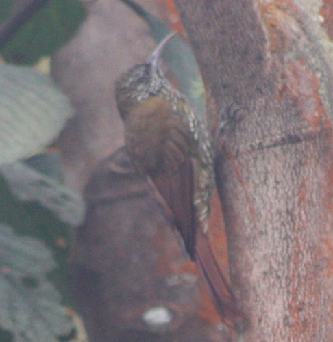Lepidocolaptes lacrymiger