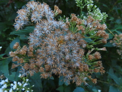 Ageratina ligustrina