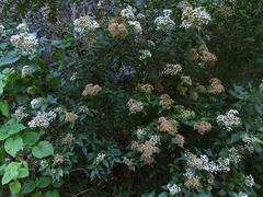 Ageratina ligustrina