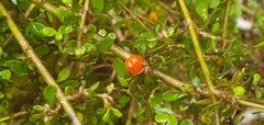Coprosma depressa