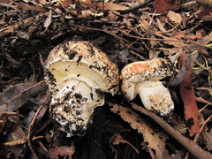 Agaricus lilaceps image