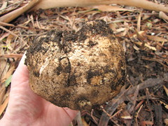 Agaricus lilaceps image