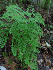 Adiantum andicola