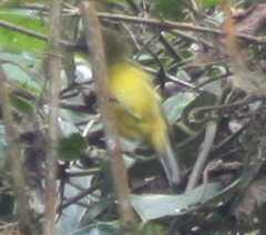 Thlypopsis superciliaris