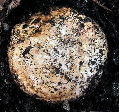 Agaricus lilaceps image