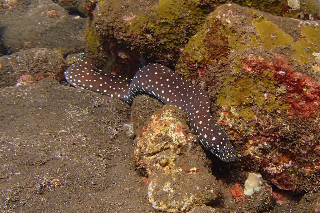 Yellow-spotted moray (Echidna xanthospilos) — Muraenidae