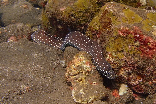 Yellow-spotted moray (Echidna xanthospilos) — Muraenidae